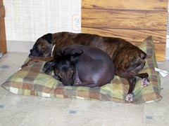 Buffy and Spike