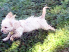 Hammy2
