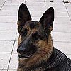 Nikita