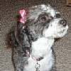 Sadie