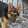 Shep