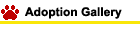 Adoption Gallery
